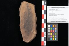 Foto (Objekt + Etikett) von Quercus palaeoilex Ettingshausen (NHMW-GEO-2024-0188-0888)